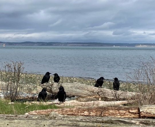 Beach with three pairs of black birds