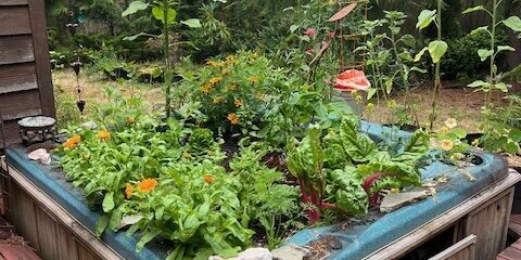 MaryNethAHaralovishGardeninaHotTub